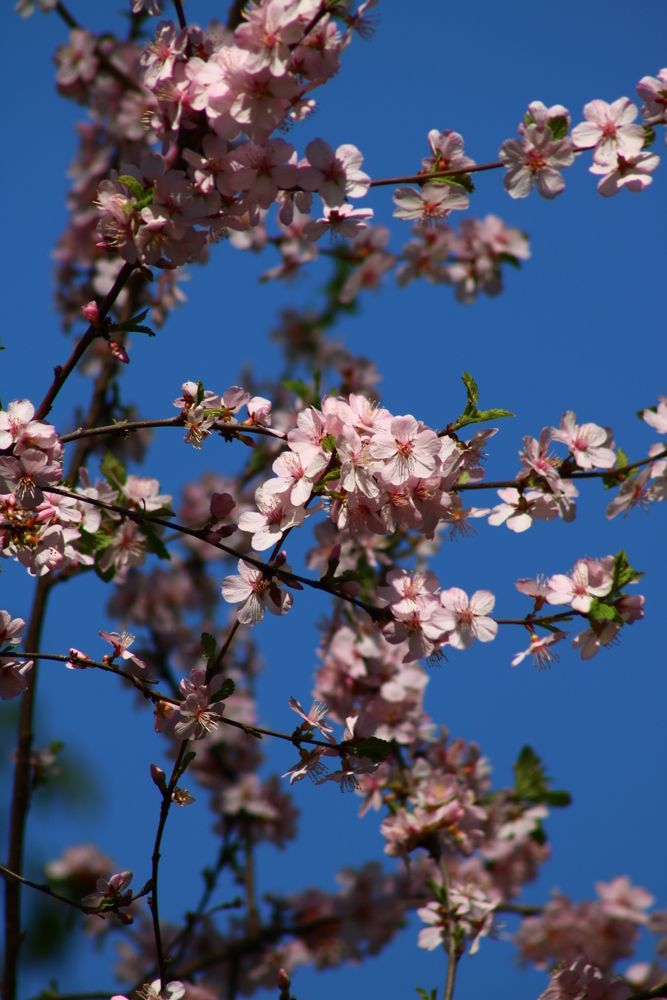 Photograph by Светлана Шуткова