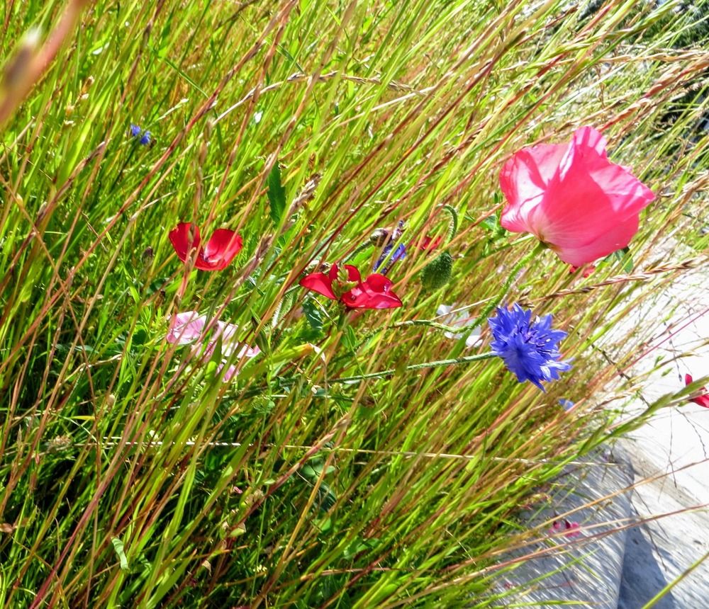 Цветы полевые