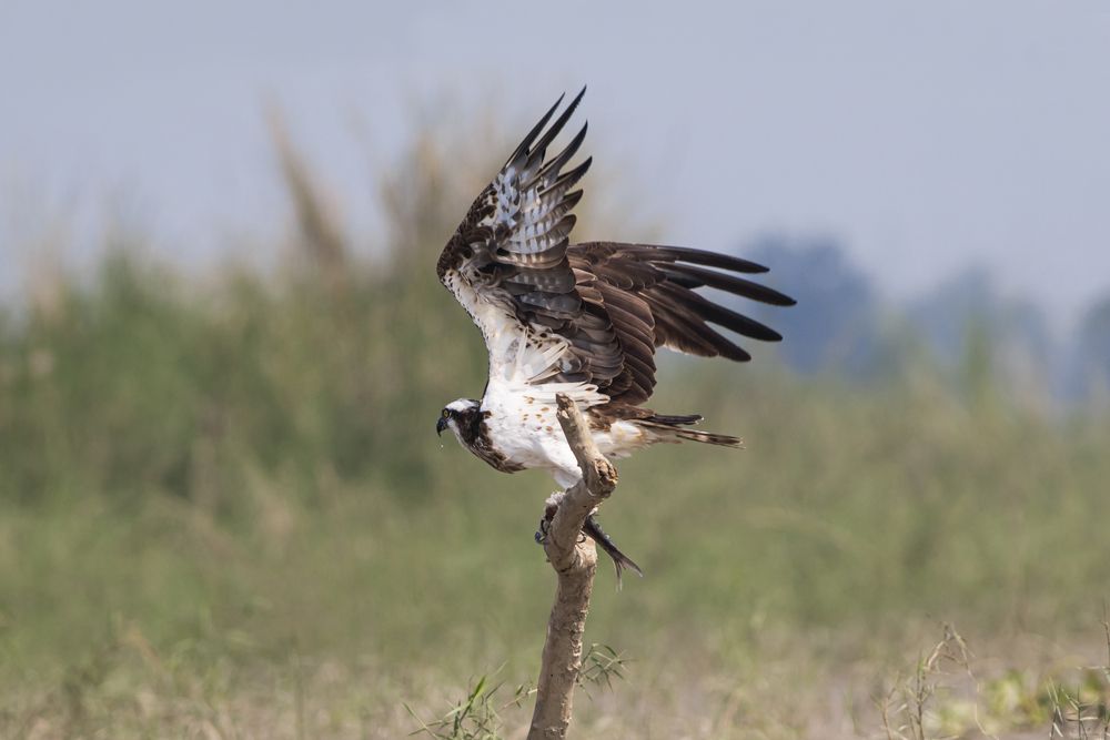 Photograph by RUPAM DAS