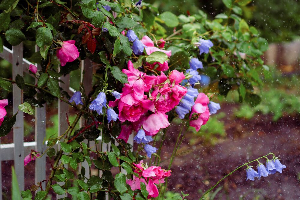 Photograph by Юлия Белоусова