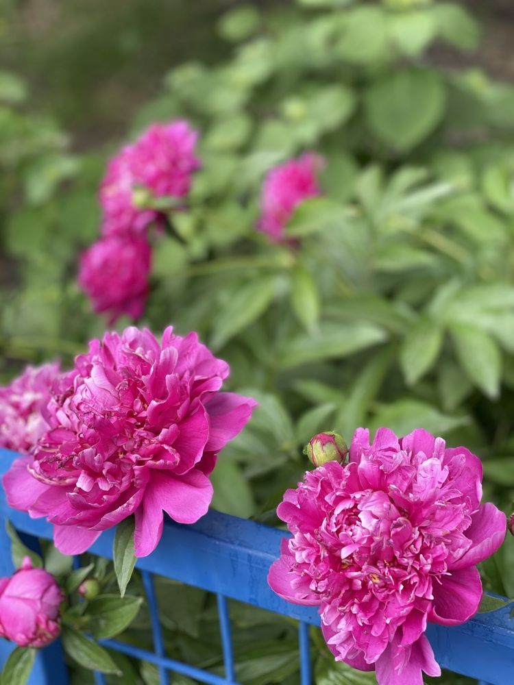 Фотография автора Nadezhda