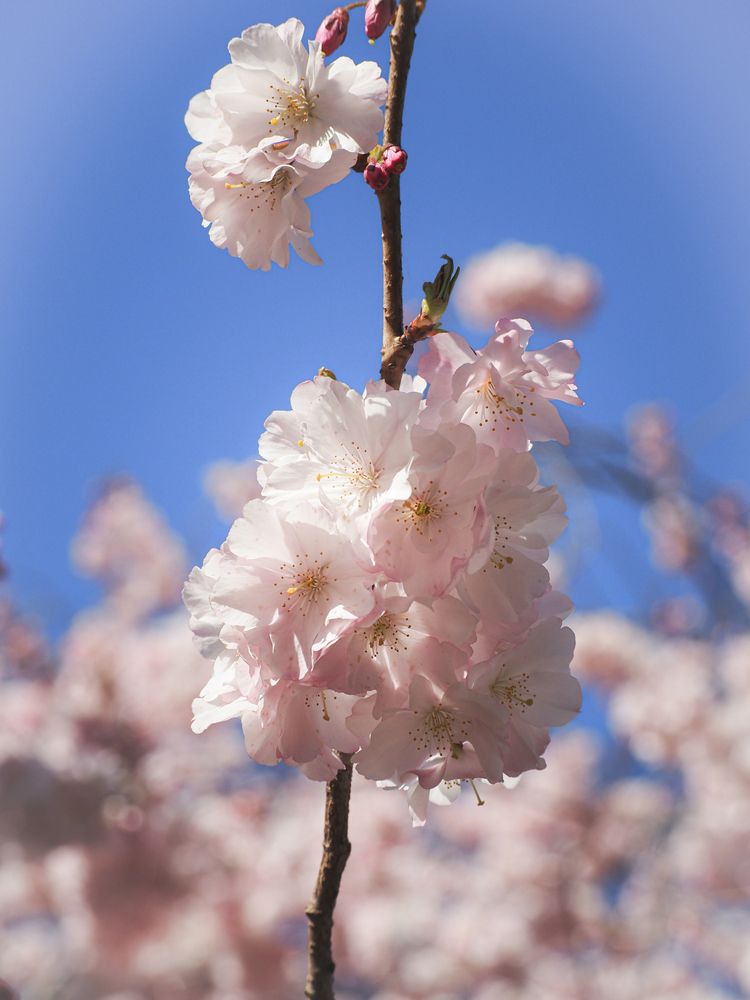 Photograph by Александра Шилова
