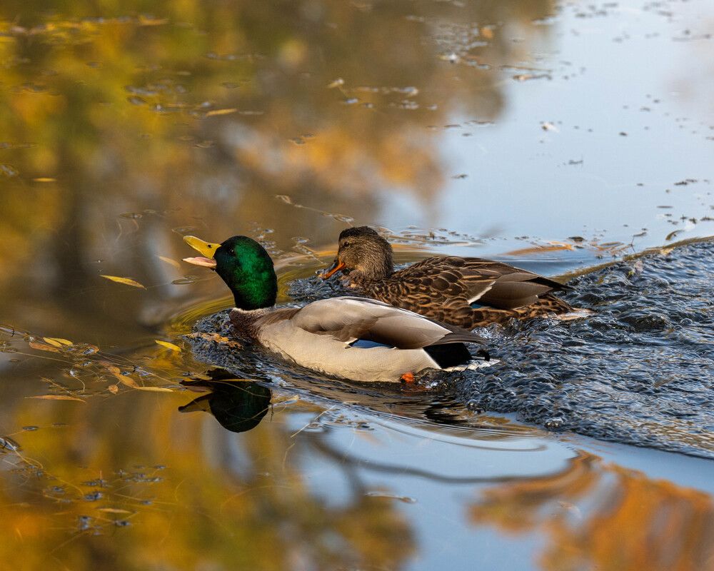 Photograph by Anton Hauff