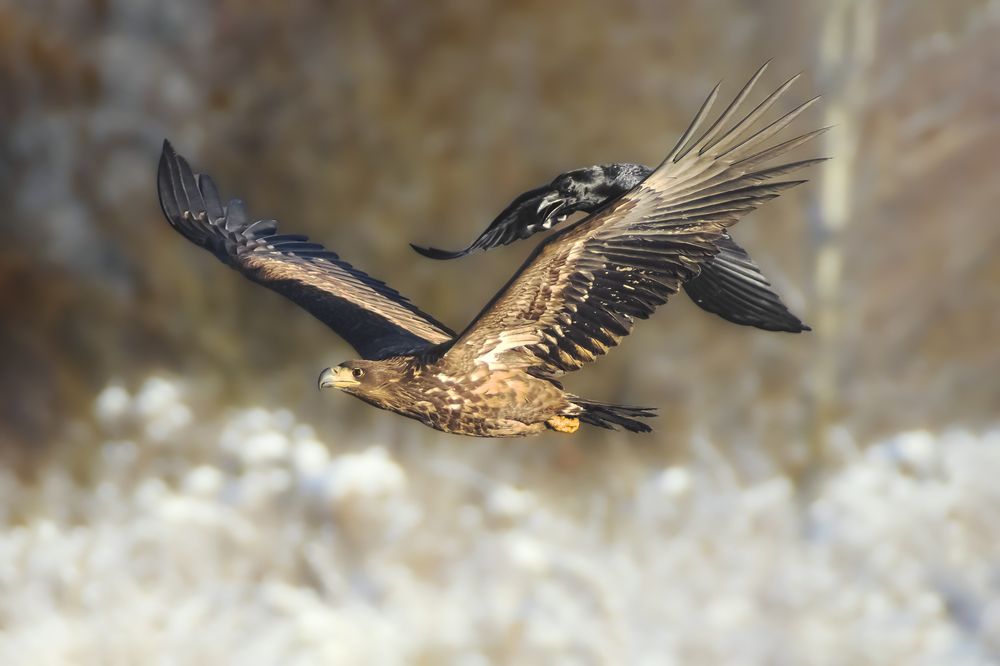 Photograph by Полина Шальнева