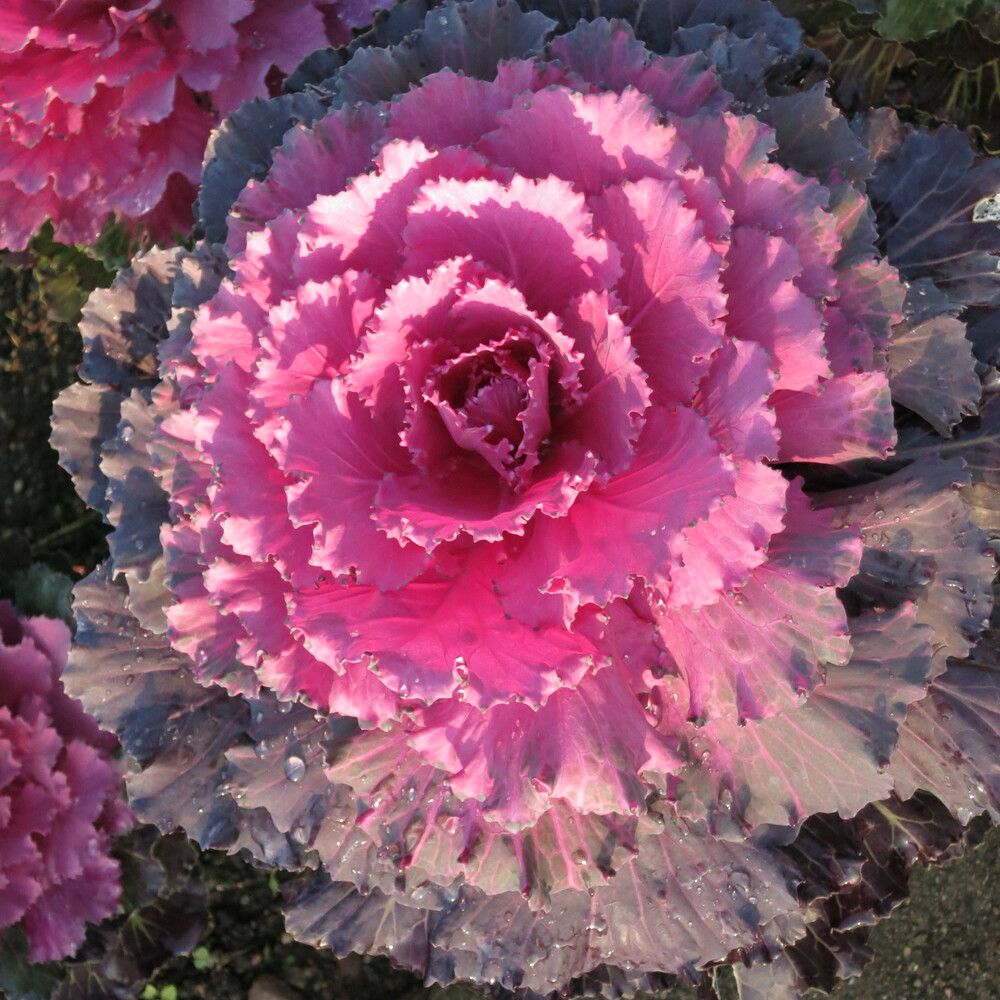 Photograph by Ирина Шведчикова