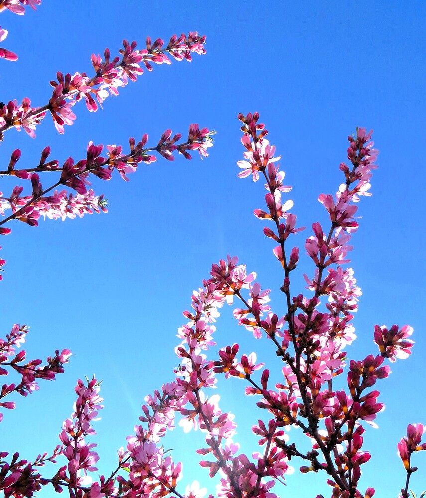 Был месяц май