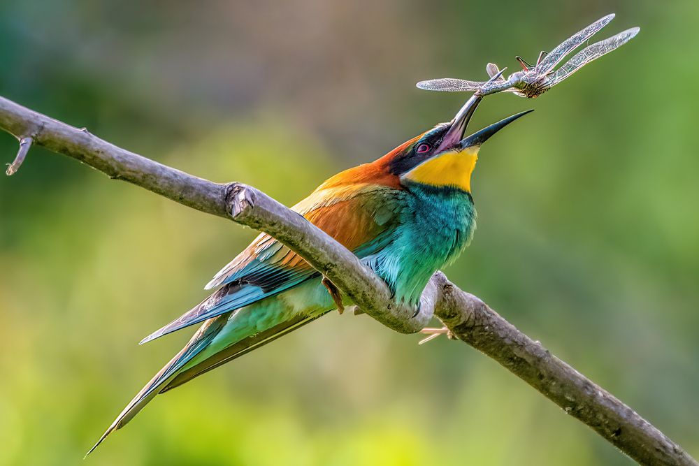 Photograph by Sara Jazbar