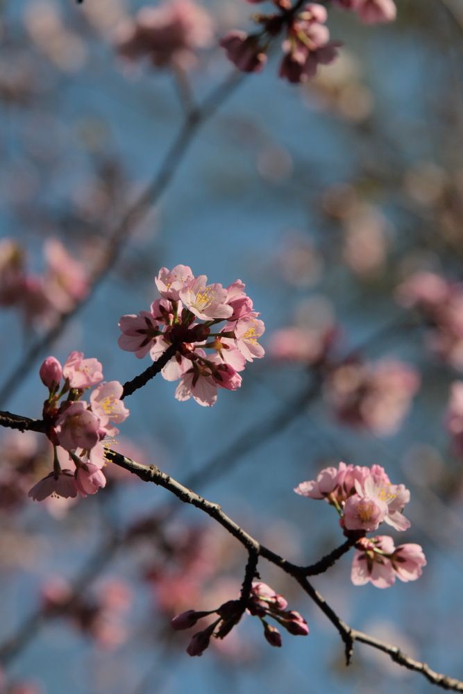 Любуясь сакурой