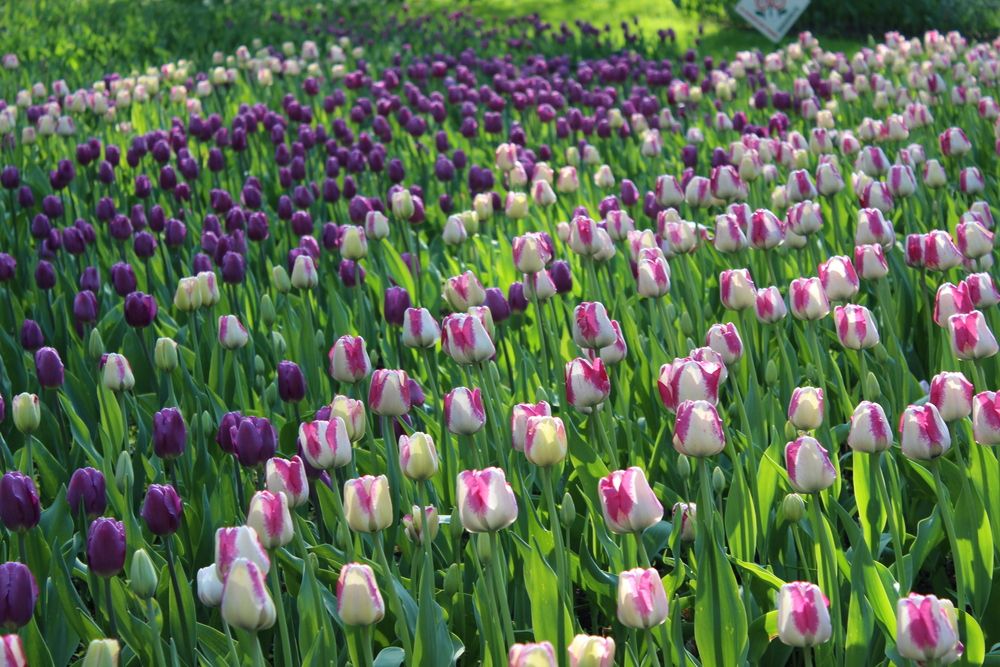 Photograph by Светлана Шубина