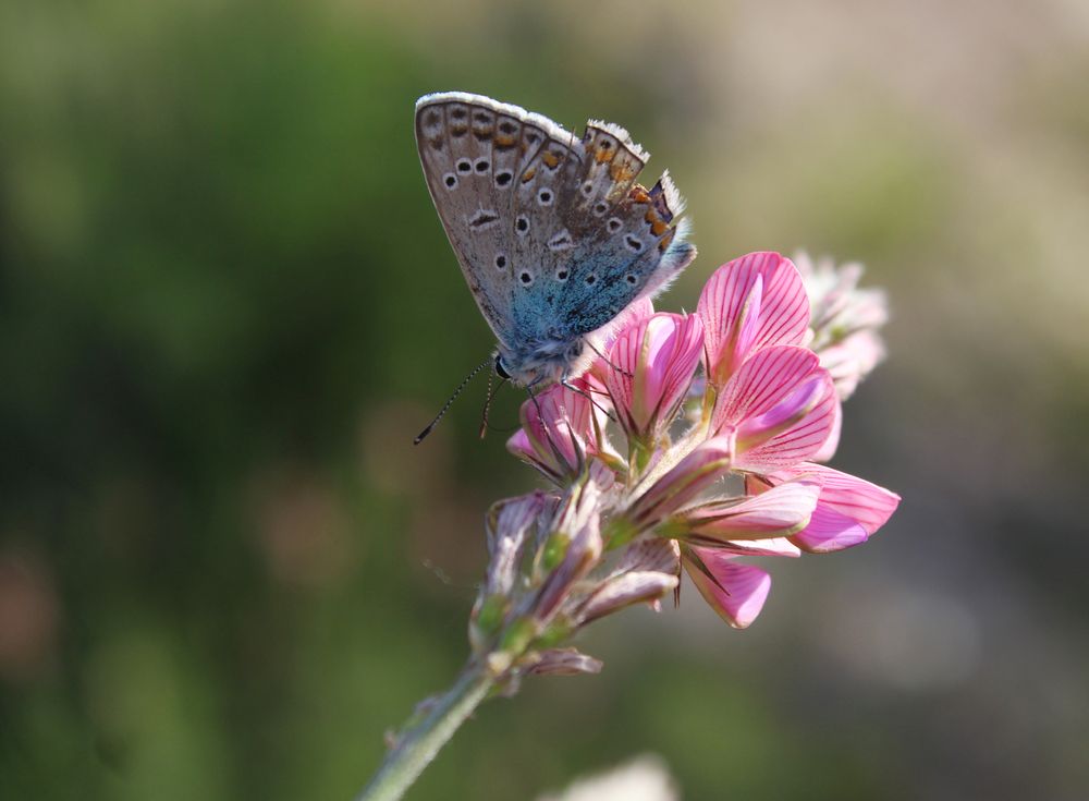 Эспарцет и голубянка