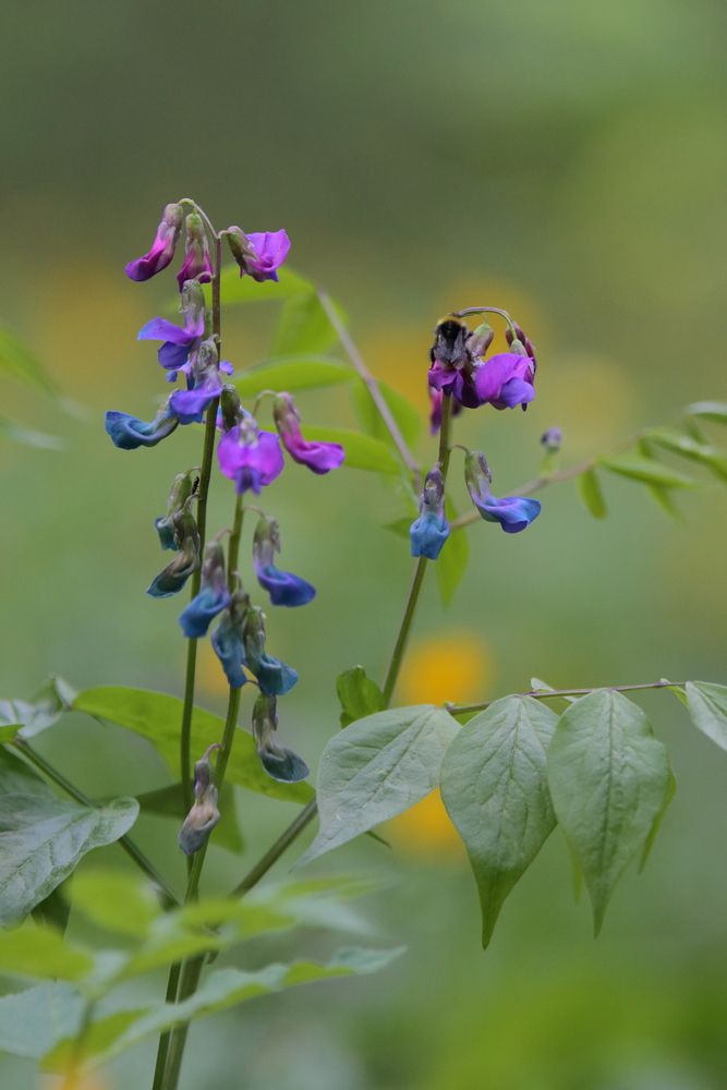 Чина весенняя и шмель