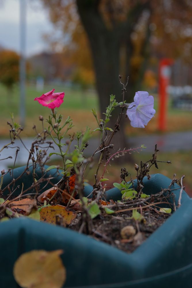 Осенние цветы