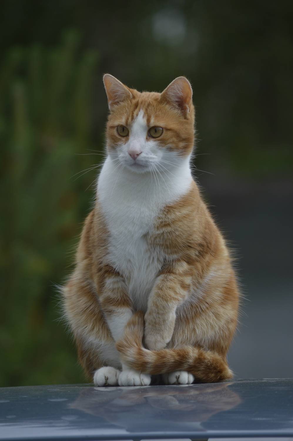 Рыжий дозор