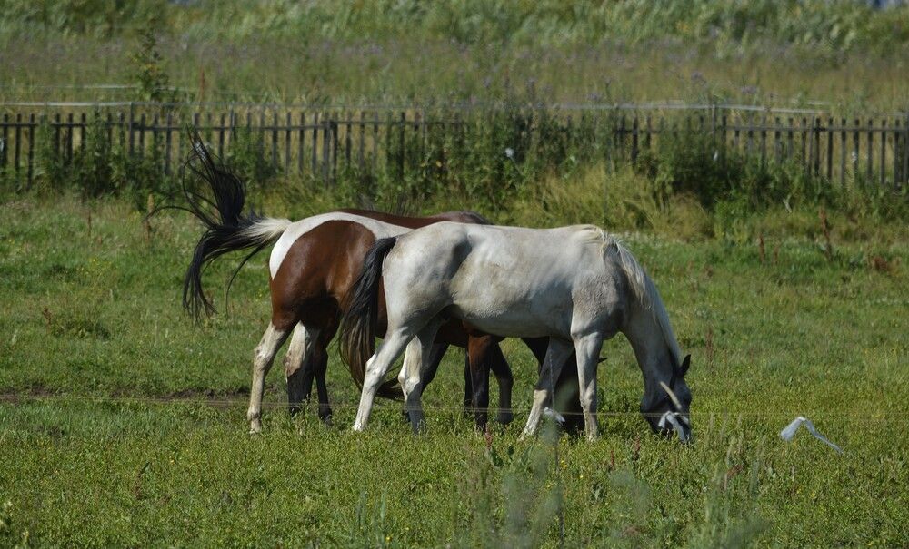 Чей хвост? Лошади