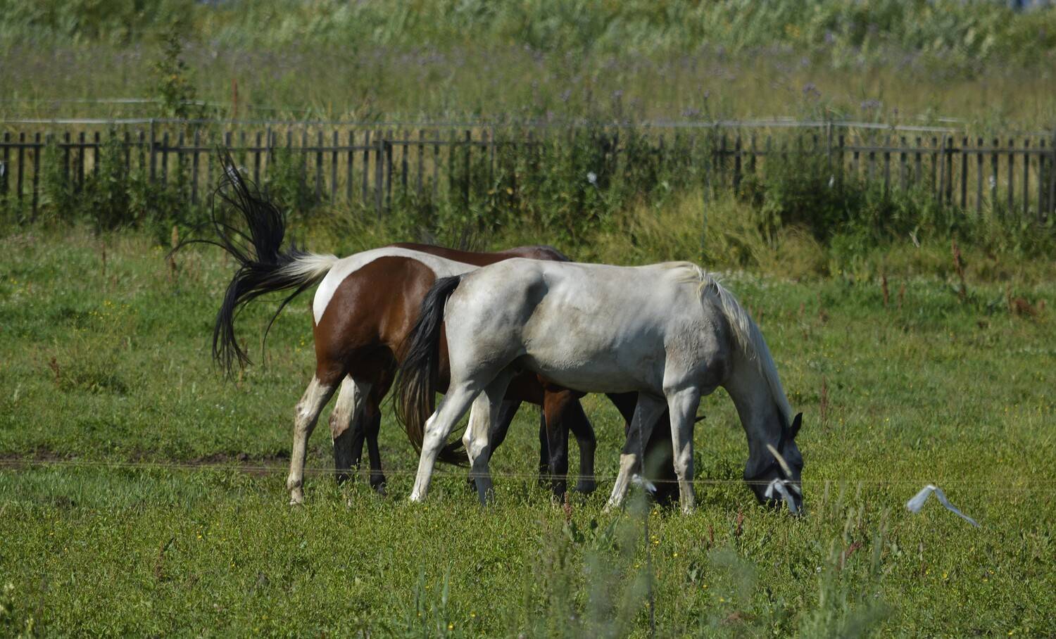 Чей хвост? Лошади Чей хвост? Лошади