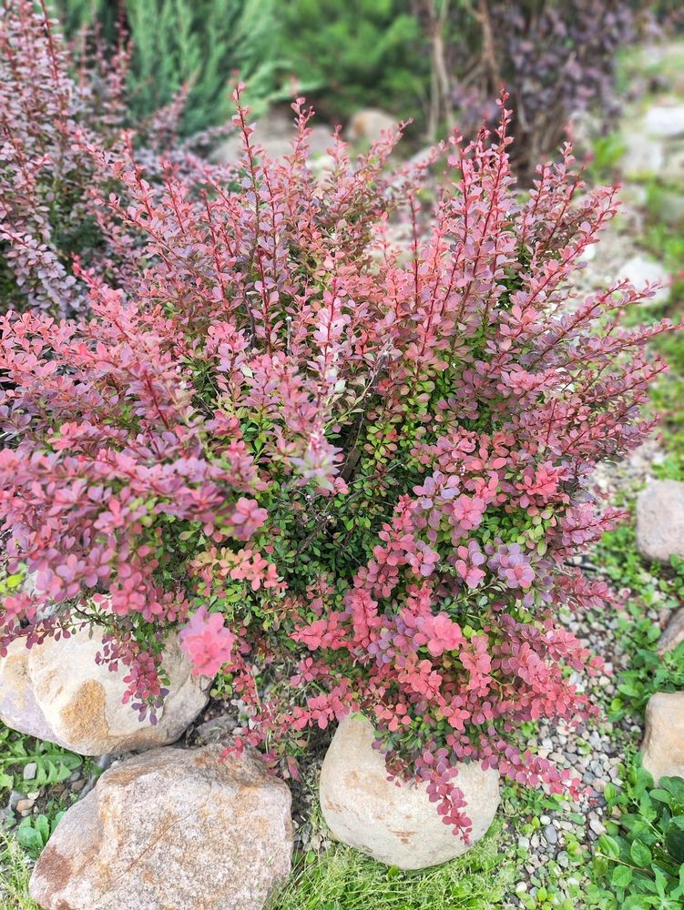 Photograph by Татьяна Пьянзина