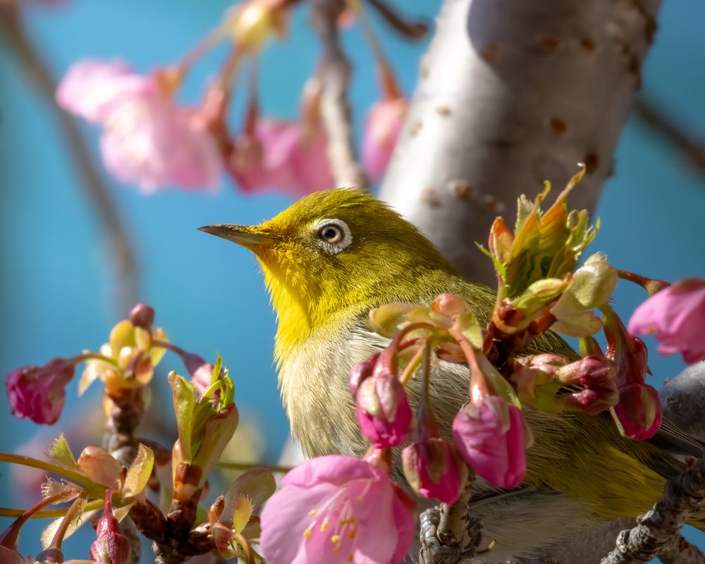 Photograph by KOHAGI