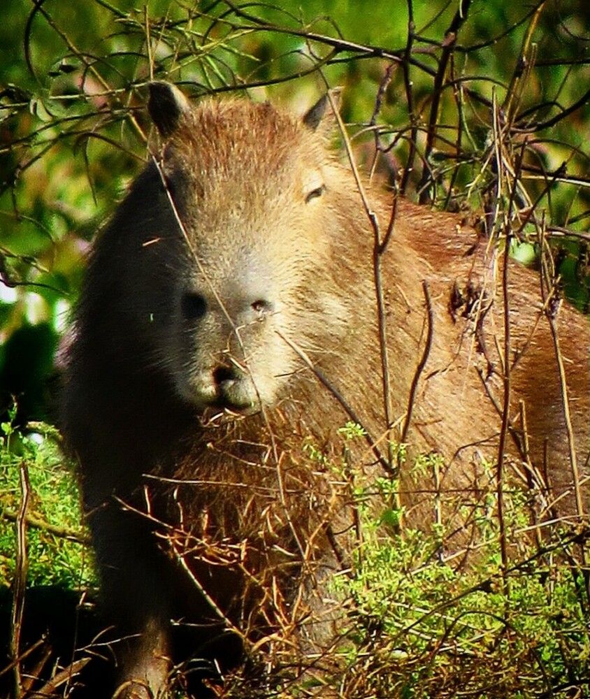 Capivara