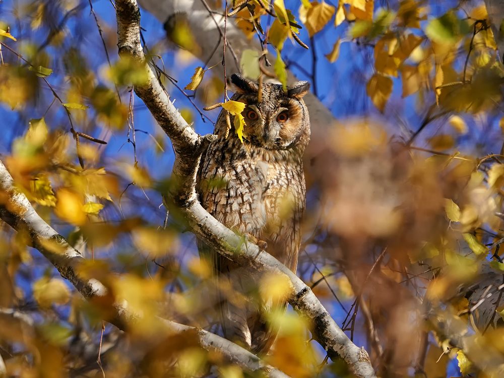 Long-eared owl