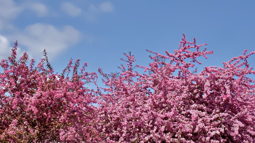 Символ весны