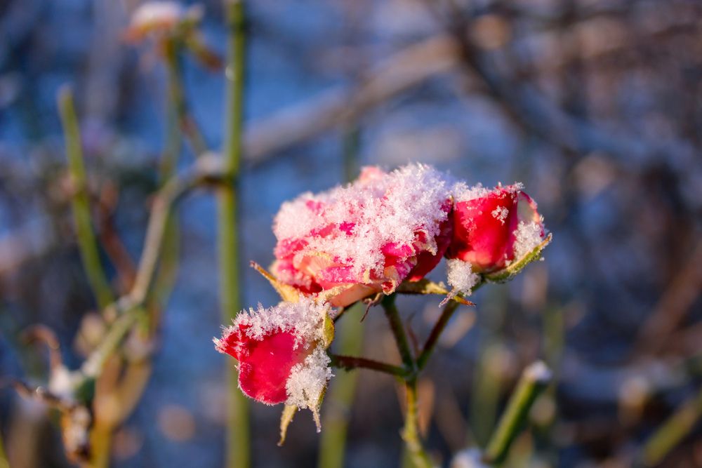 Photograph by Ирина Дмитриенко