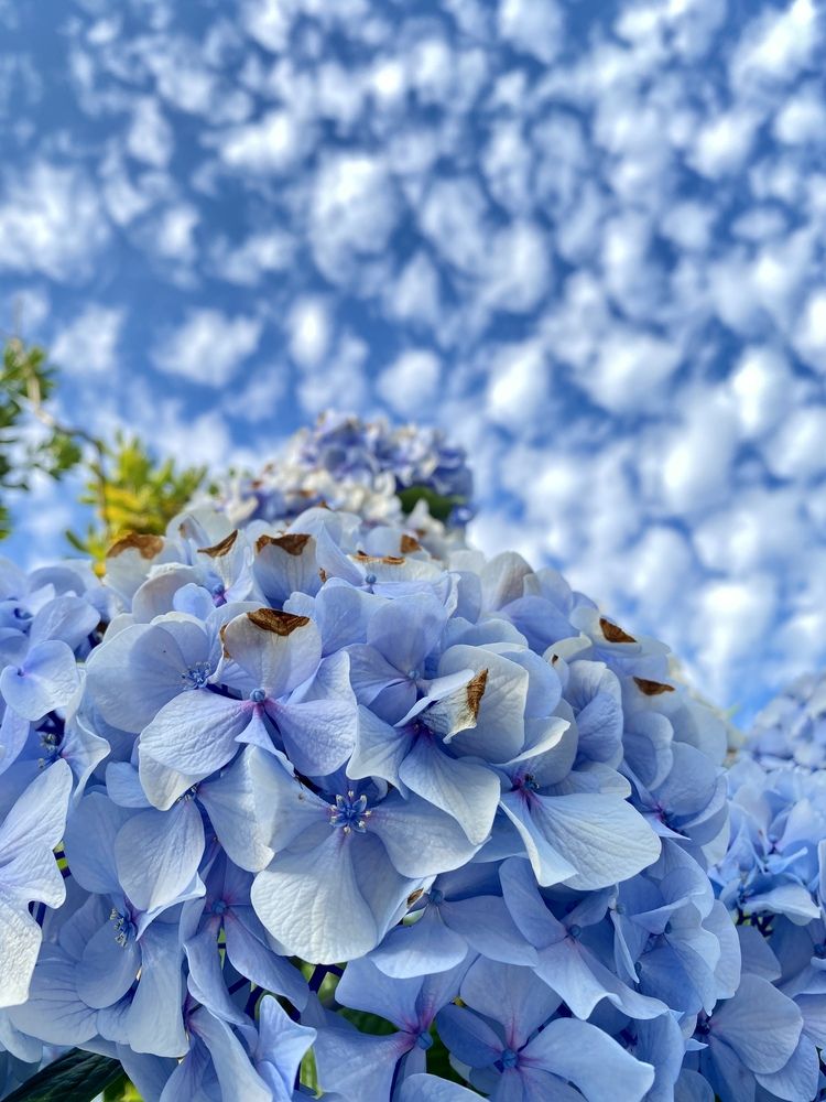 Голубая симфония