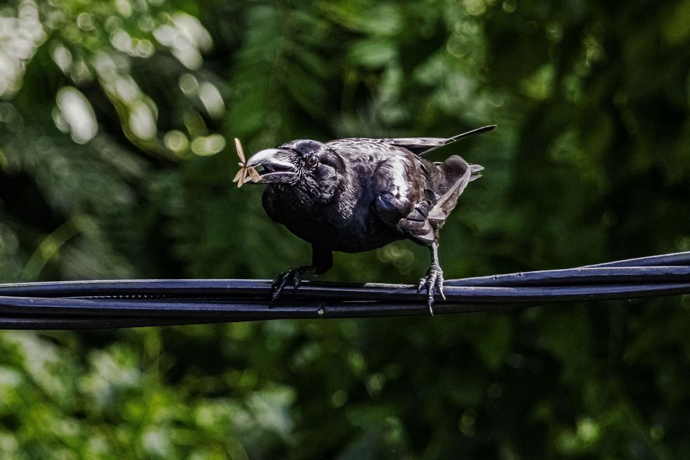 Photograph by K.G.Supun Nayanajith Samaraweera Nayanajith
