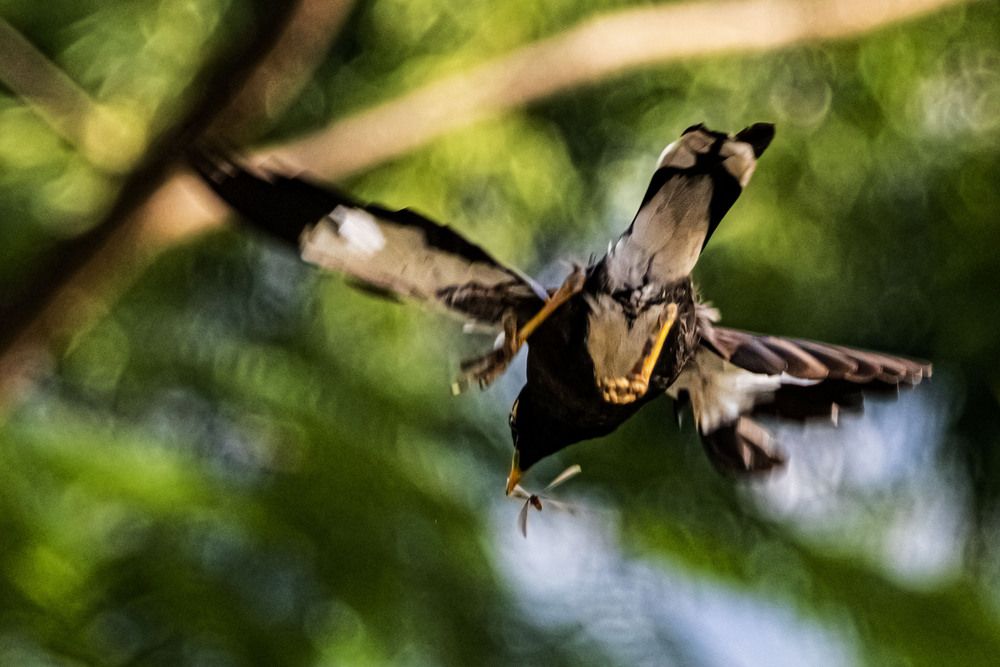 Photograph by K.G.Supun Nayanajith Samaraweera Nayanajith