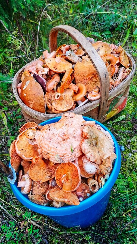 Photograph by Николай Худяков