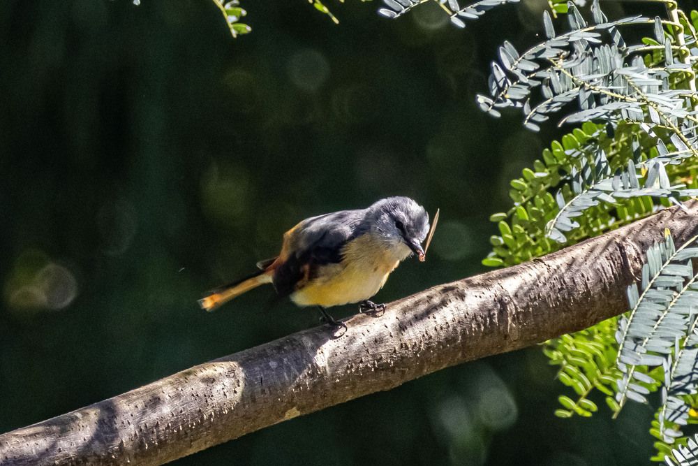 Photograph by K.G.Supun Nayanajith Samaraweera Nayanajith