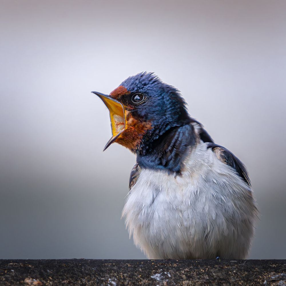 Photograph by Олег Белан