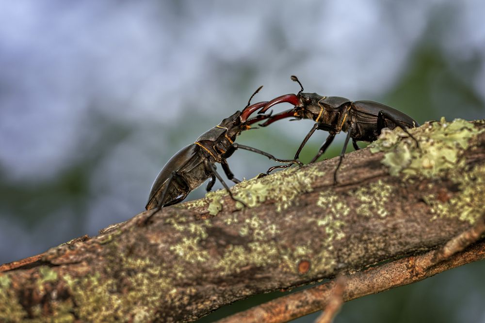 Photograph by Sara Jazbar