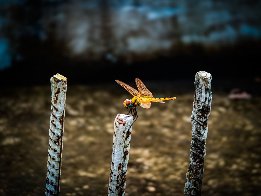 Dragon fly