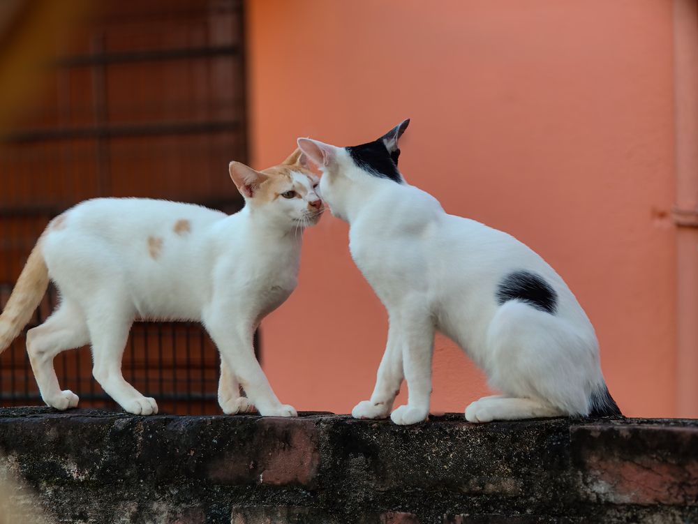 Two cats
