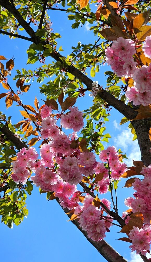 Сочи, Красная Поляна, Цветение сакуры