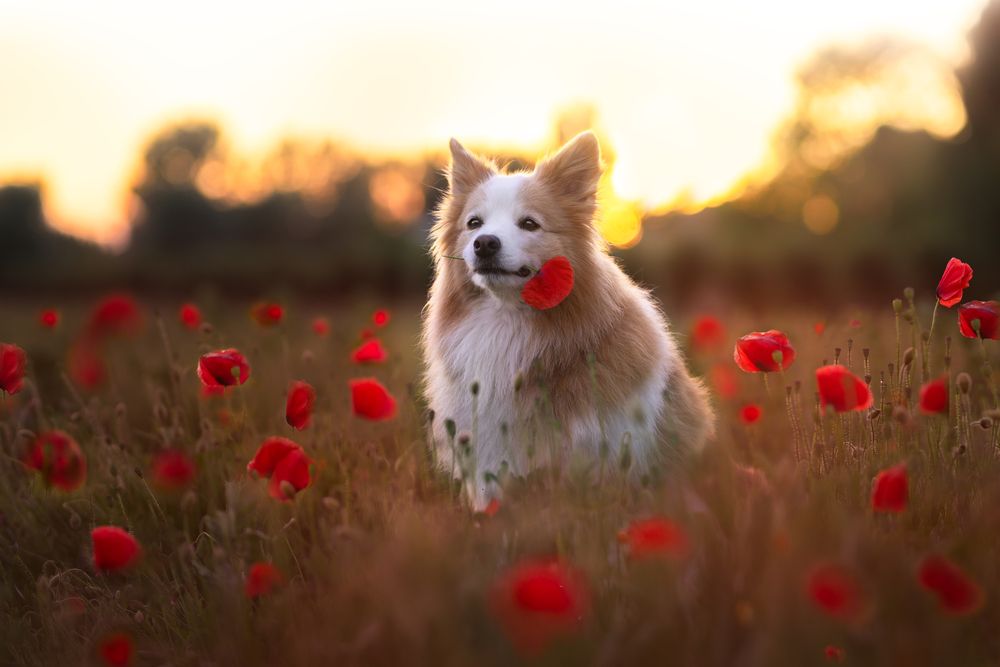 Photograph by Decoodt Els
