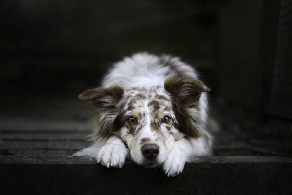 Photograph by Decoodt Els