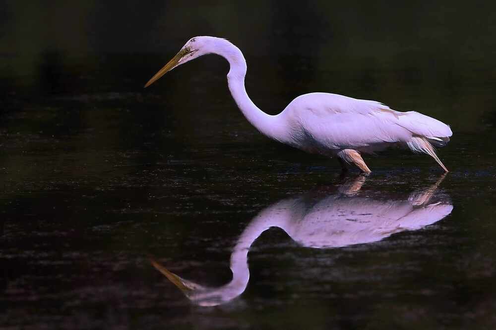 Photograph by Mike MacLean