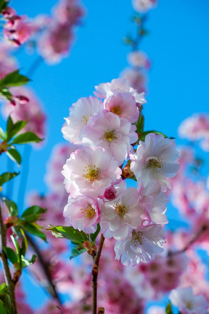 Фотография автора Elvijs Kalnins