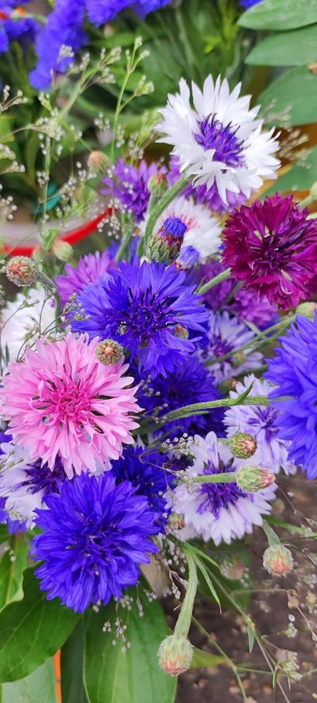 Фотография автора Виктория Ляпина