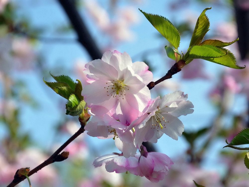 Фотография автора ВЛАДИМИР Тертышник
