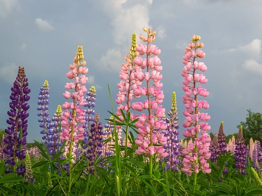 Photograph by Наталья Колеватова