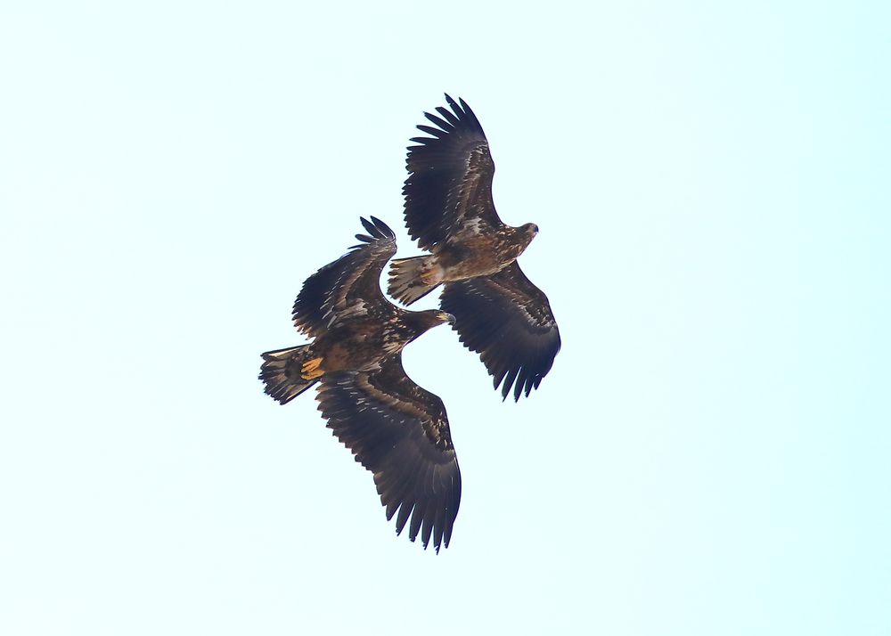 Дуэт. Орланы-белохвосты.