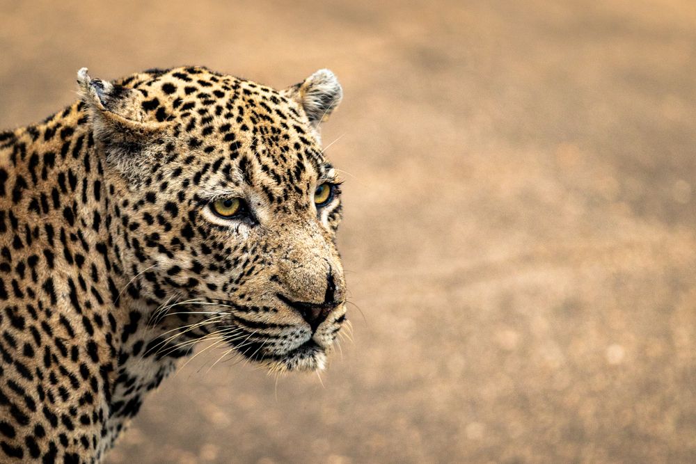 Photograph by Benjamin Pimor