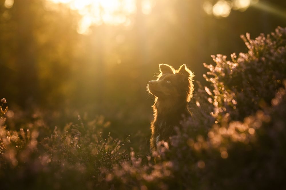 Photograph by Joanna Surman