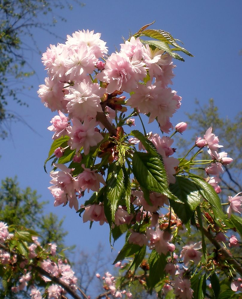 Photograph by Савоцкий Роман