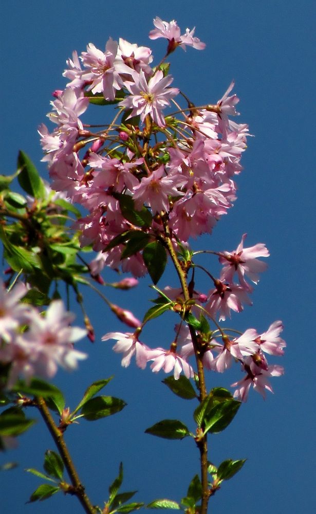 Фотография автора Роман Савоцкий