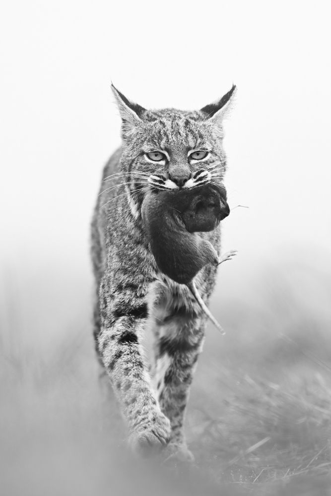 Фотография автора Nicolas Cao