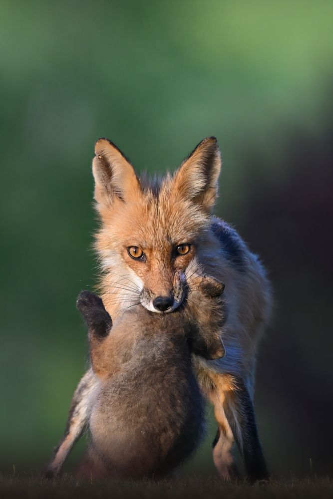 Фотография автора Nicolas Cao