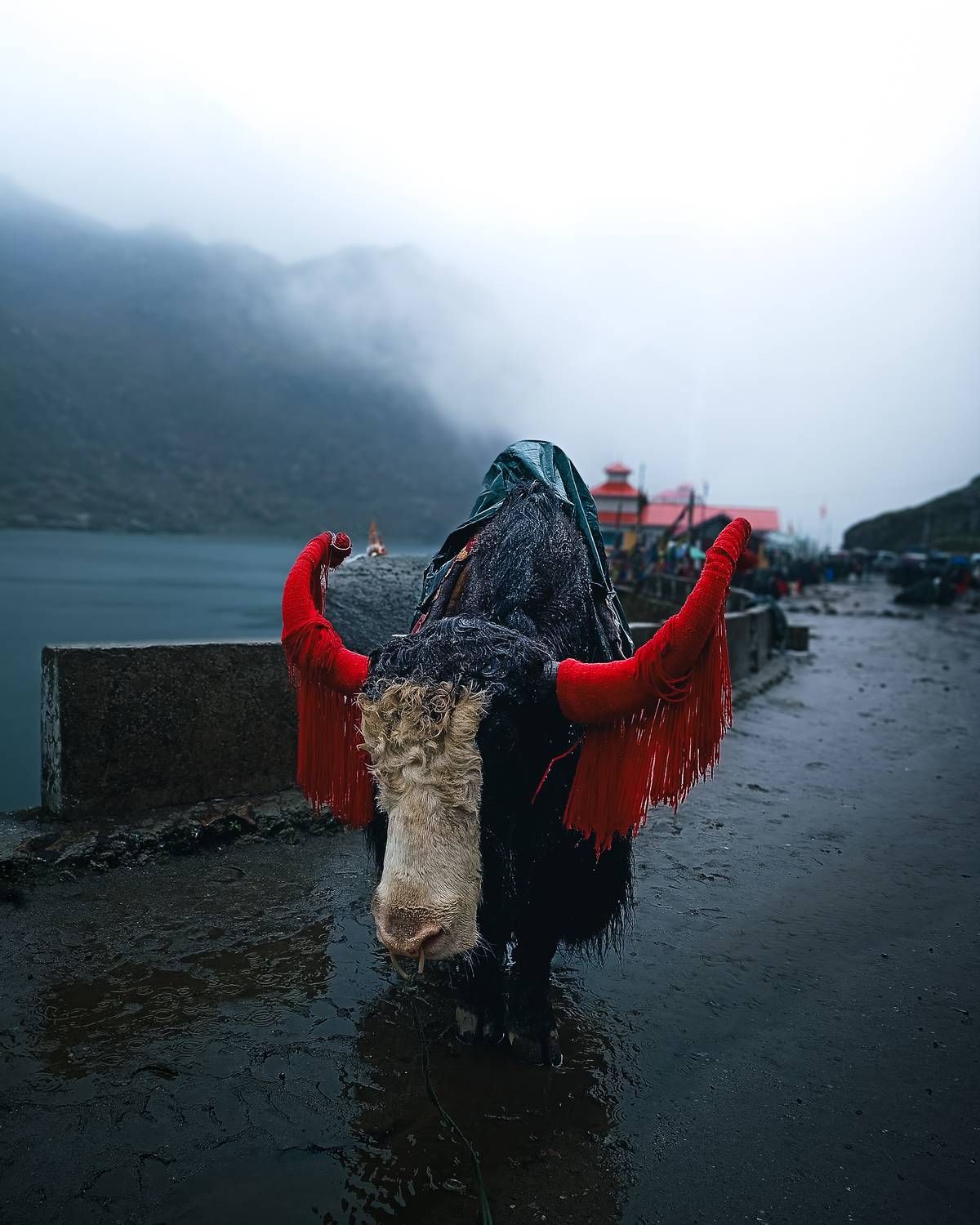 Highland Yak Adorned in Scarlet Fringes